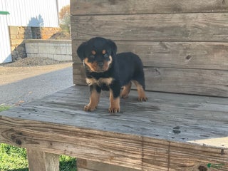 Rottweiler dogs for sale: Daisy - Ad 2