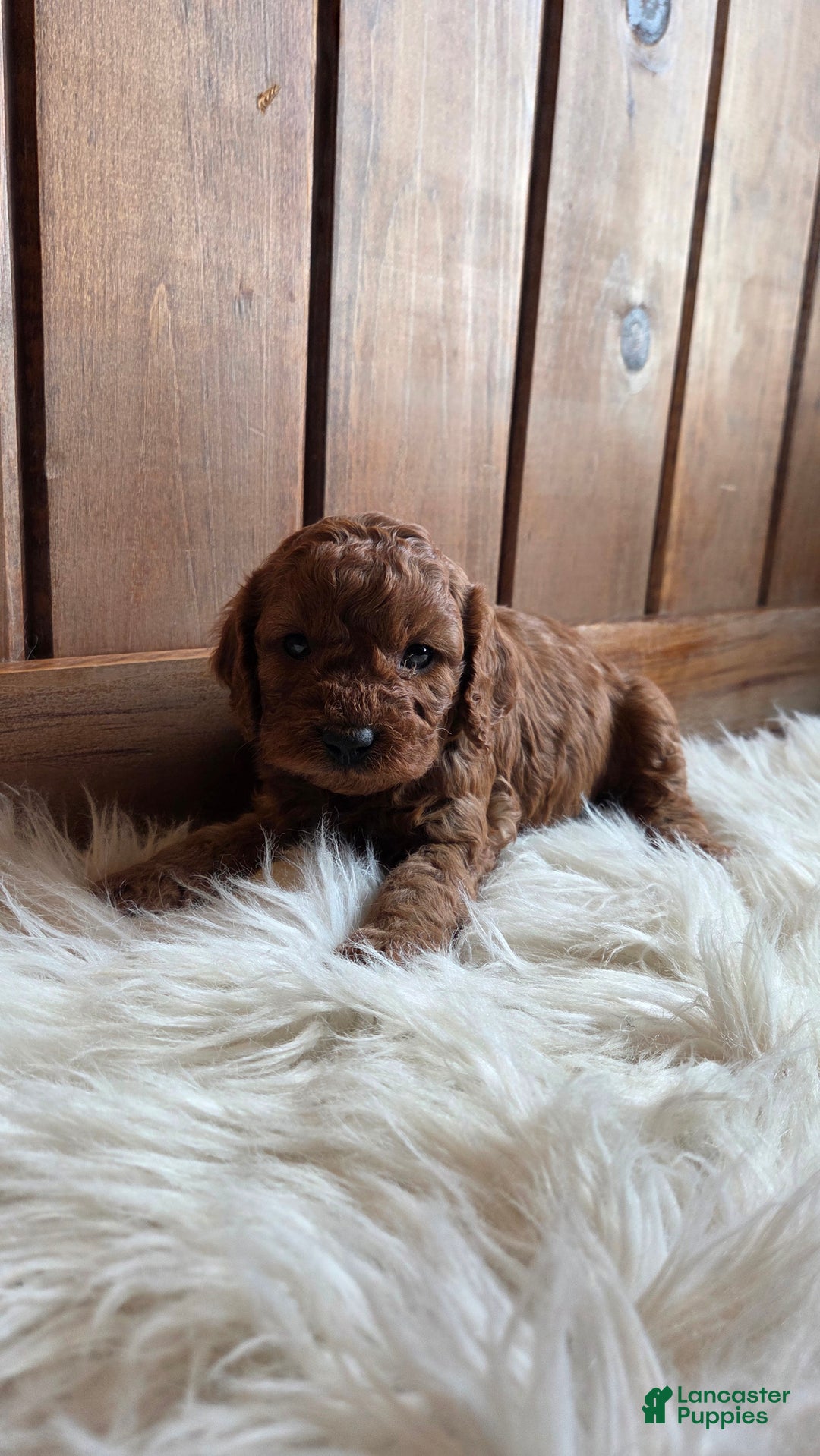 Cavapoo dogs for sale: Milo - Ad 2