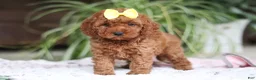 Cavapoo dogs for sale: Hailey - Ad 3