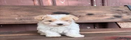 Mixed Breed dogs for sale: Mixed Breed Puppy 1 - Ad 3
