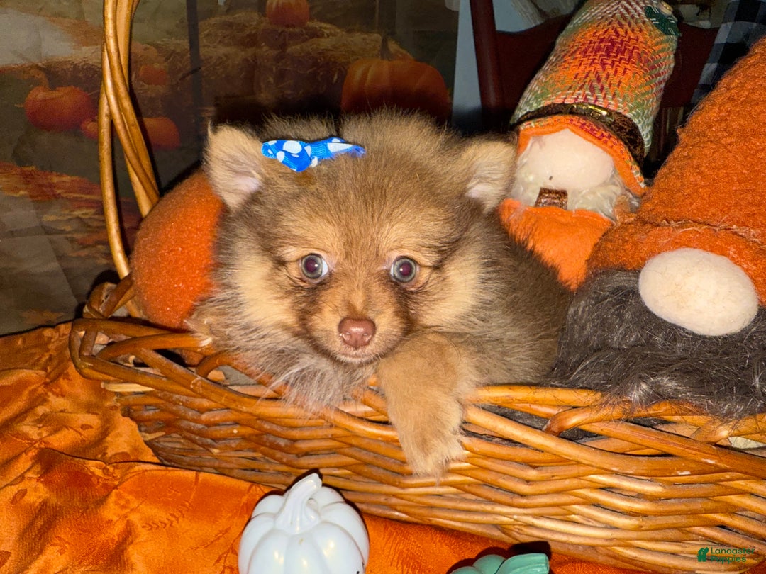 Pomeranian dogs for sale: Joy small - Ad 12