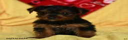 Yorkshire Terrier dogs for sale: Duchess - Ad 5
