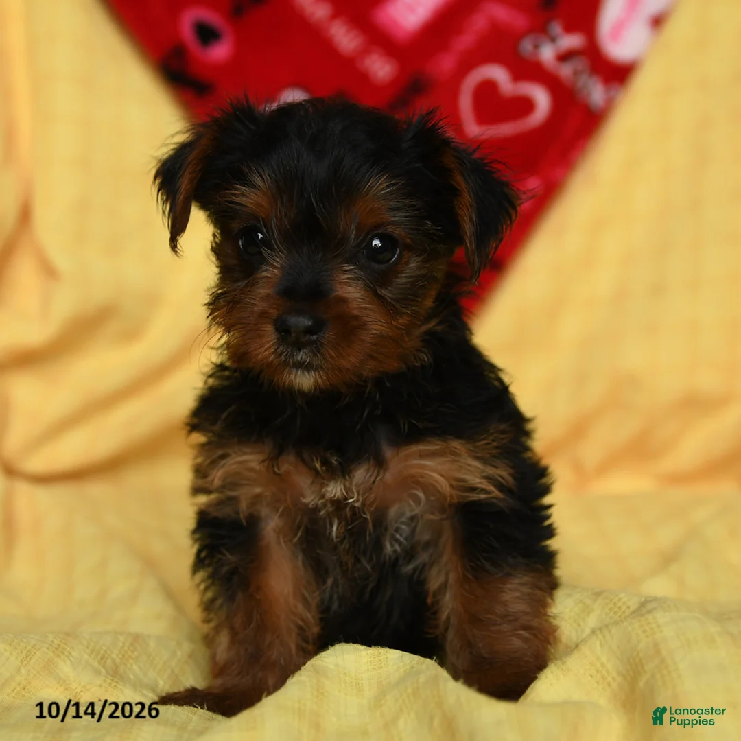 Yorkshire Terrier dogs for sale: Duchess - Ad 5