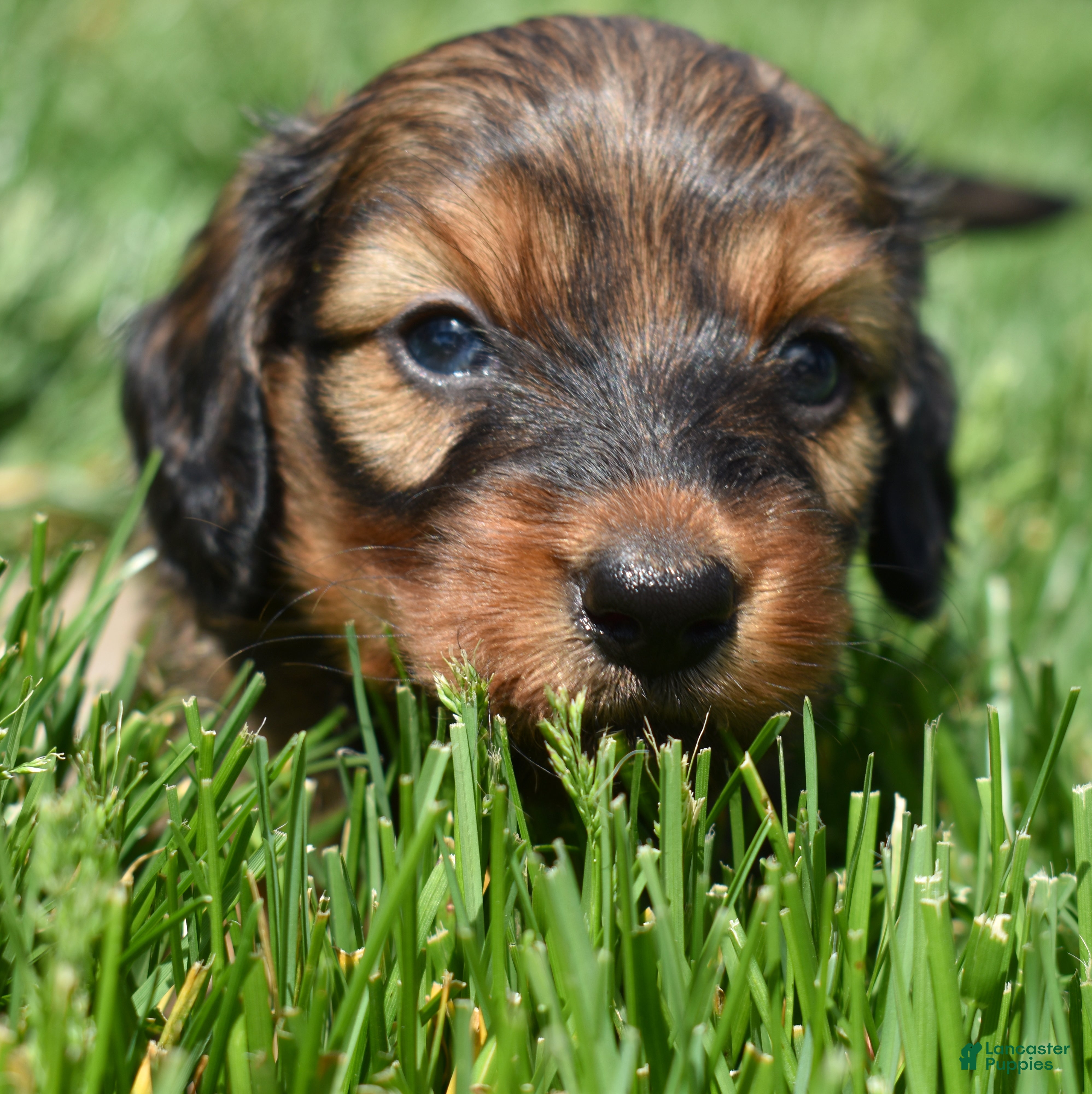 Miniature Dachshund dogs Rusty - Ad 1