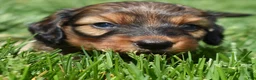 Miniature Dachshund dogs for sale: Rusty - Ad 1