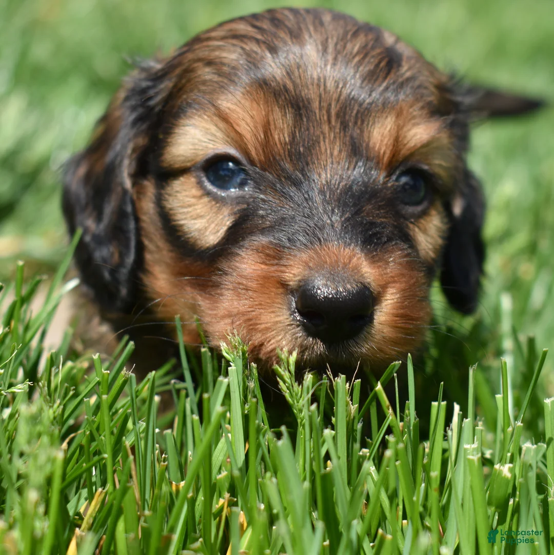 Miniature Dachshund dogs for sale: Rusty - Ad 1