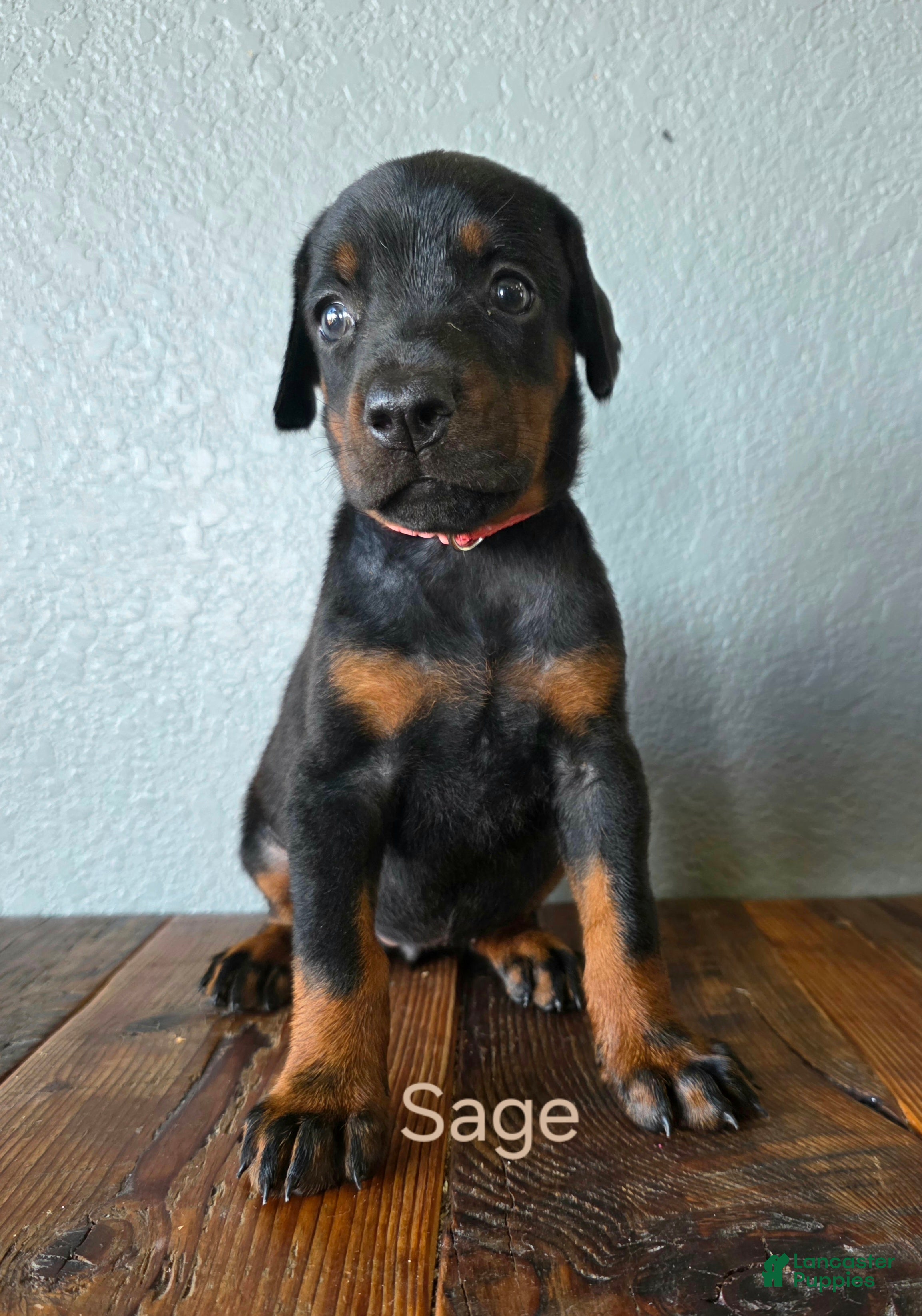 Doberman Pinscher dogs Sage - Ad 1