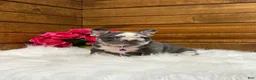 French Bulldog dogs for sale: Posie - Ad 4