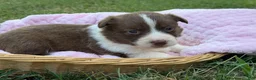 Mixed Breed dogs for sale: Teal collar  - Ad 1