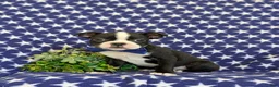 Boston Terrier dogs for sale: Presley - Ad 3