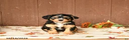 Mini Bernedoodle dogs for sale: Kooper - Ad 5