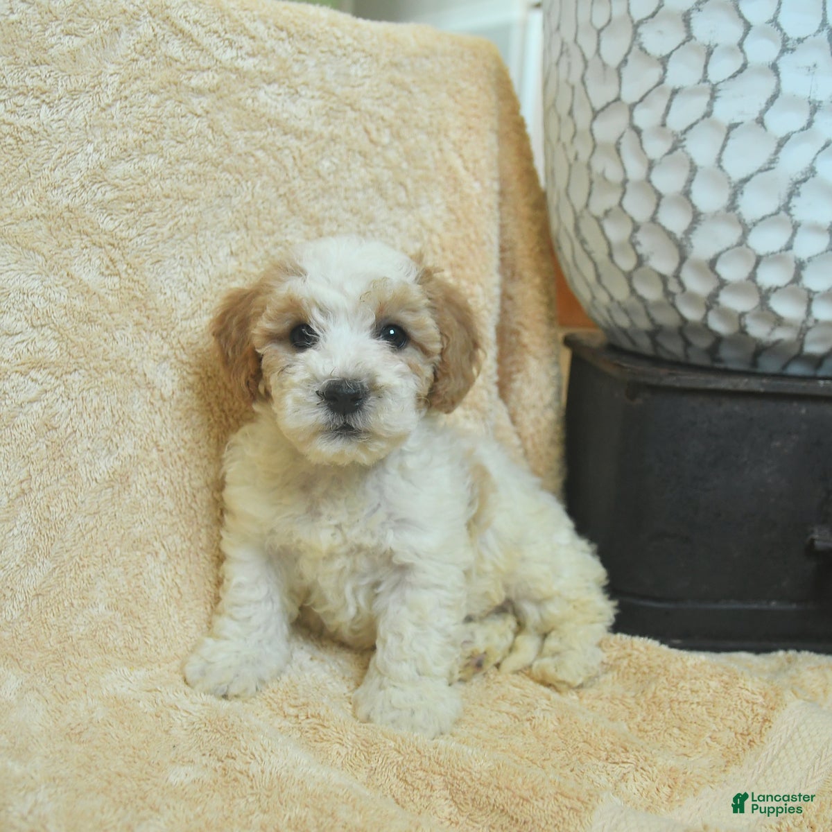 Miniature Poodle dogs Matt   - Ad 2
