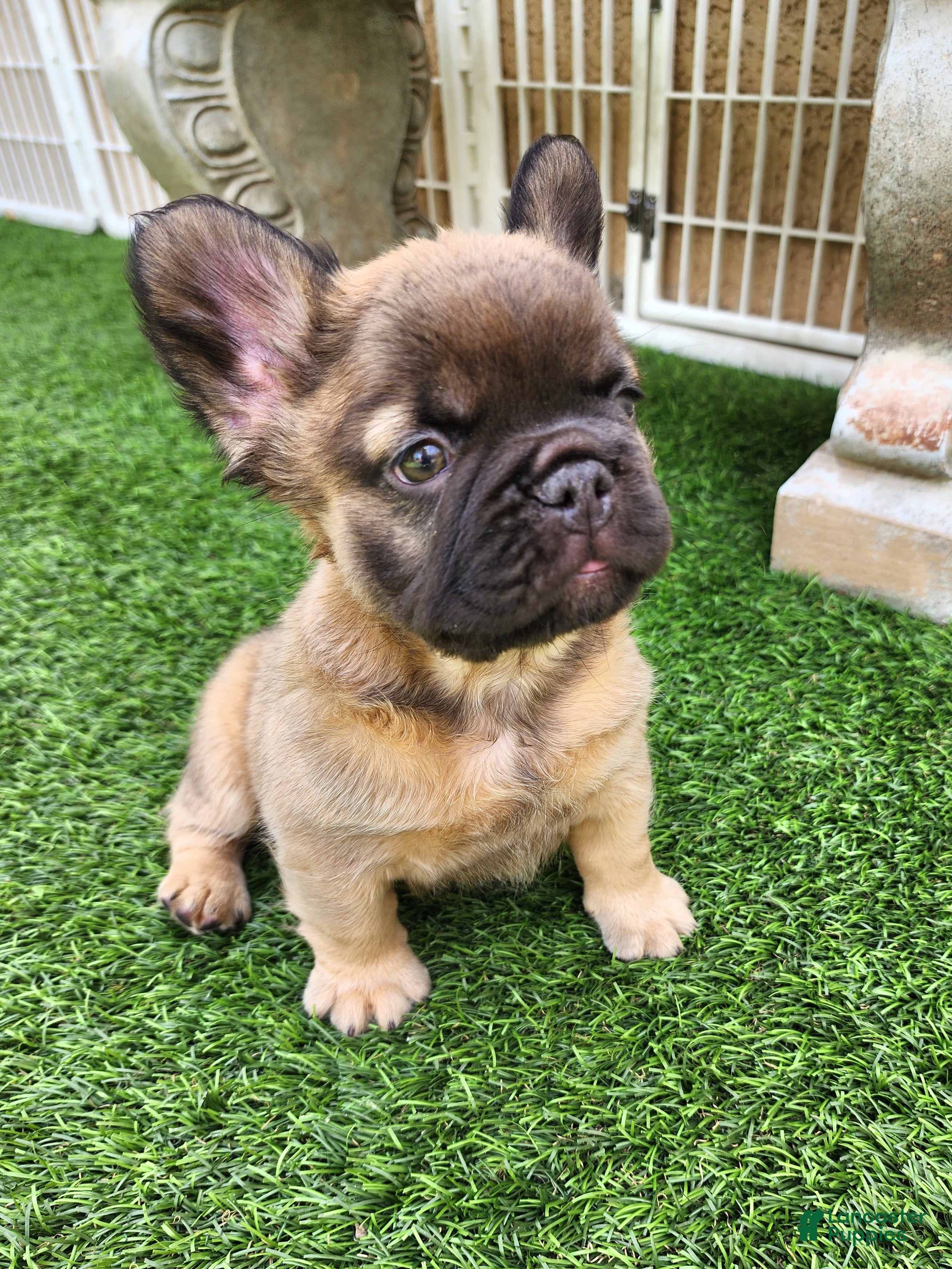 French Bulldog dogs Fluffy Bear  - Ad 1