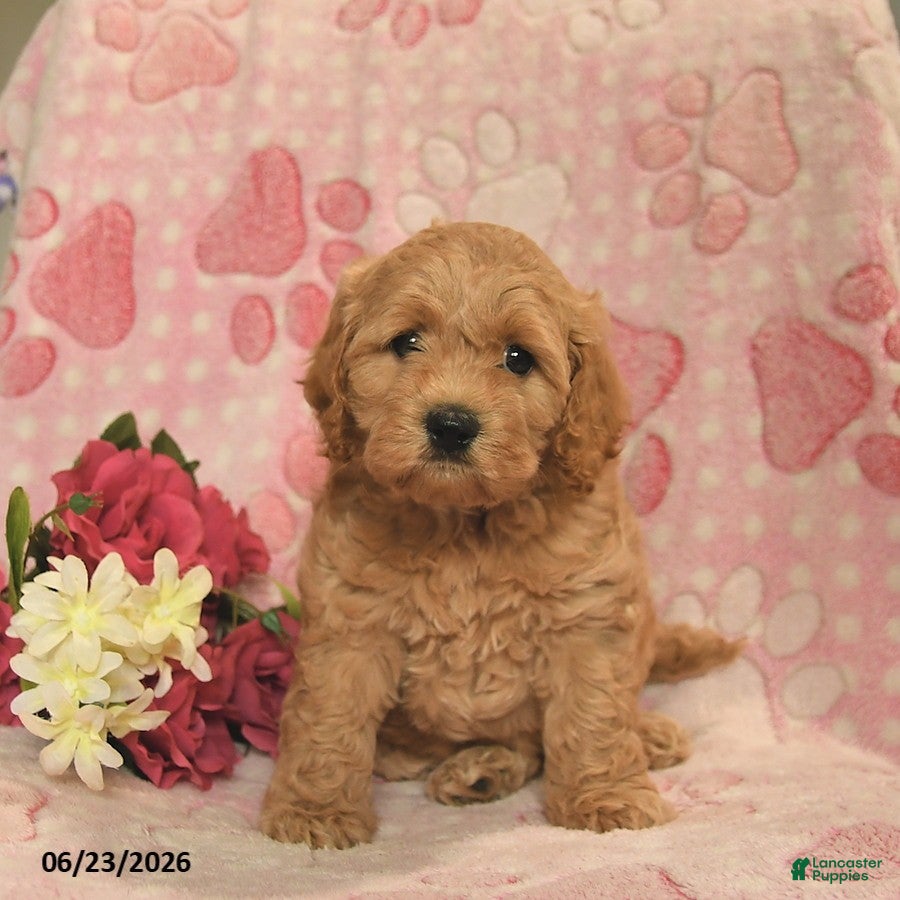 Cockapoo dogs Josette  - Ad 1