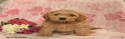 Cockapoo dogs for sale: Josette  - Ad 1