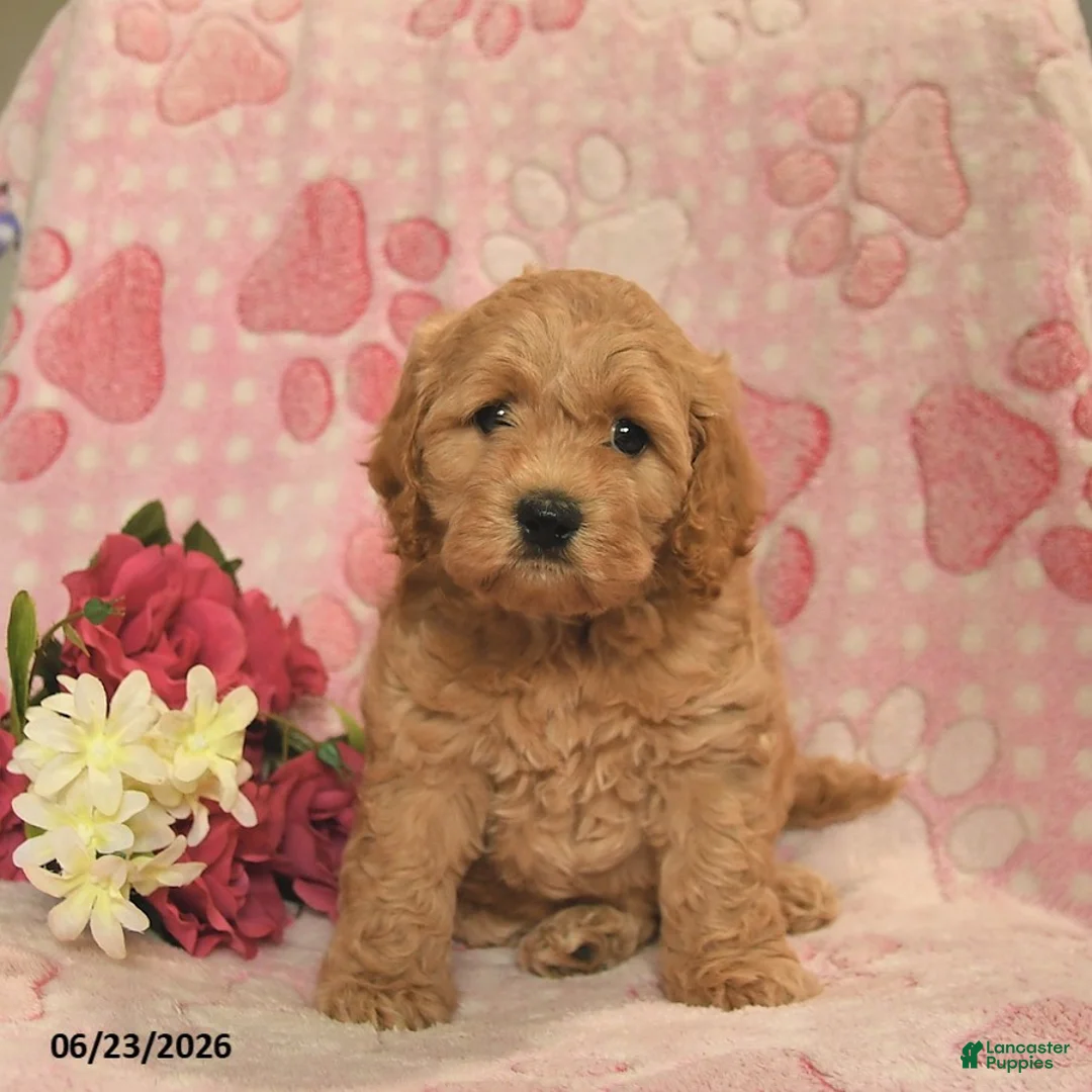 Cockapoo dogs for sale: Josette  - Ad 1