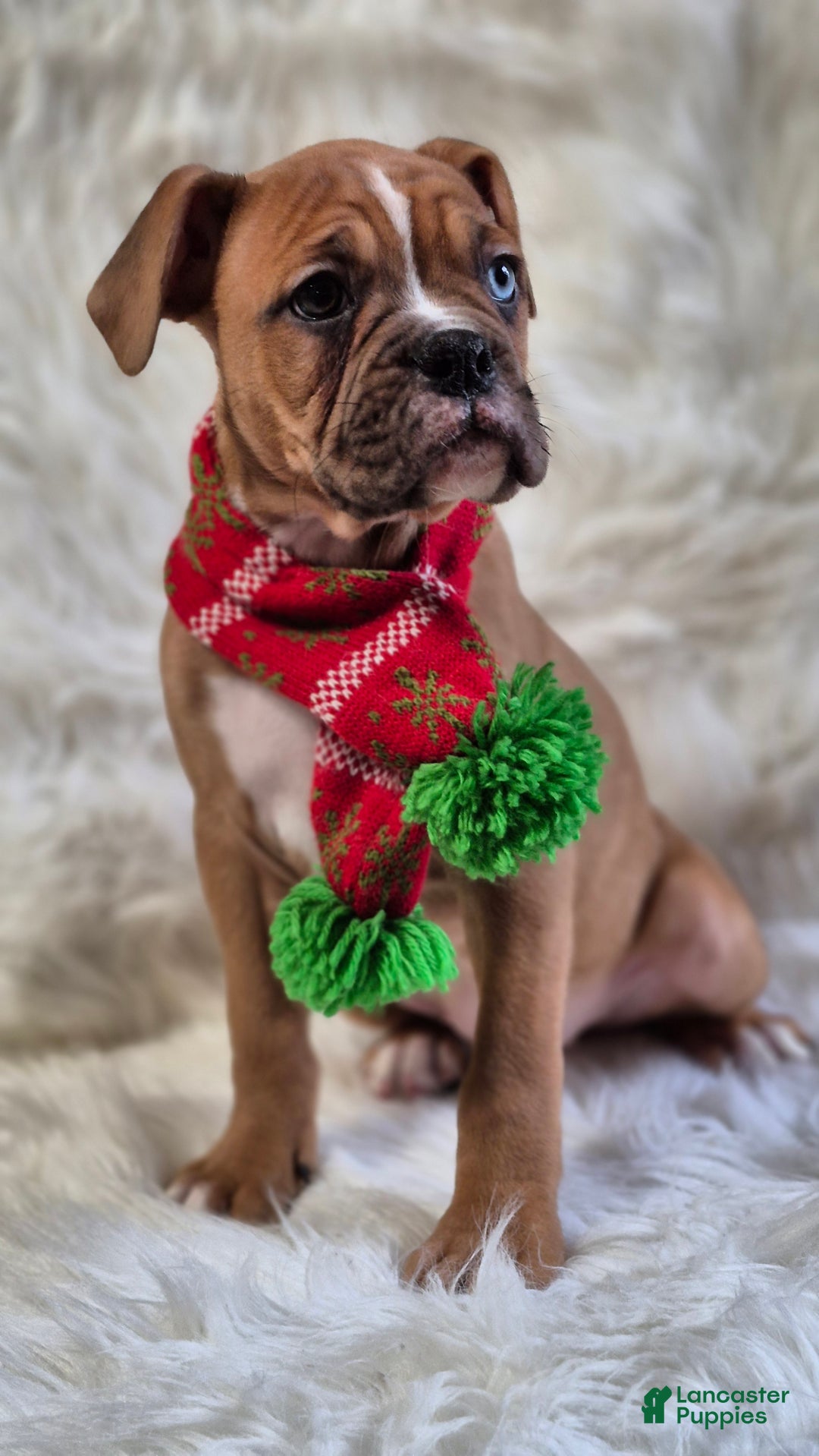 Boxer dogs for sale: Bella  - Ad 3