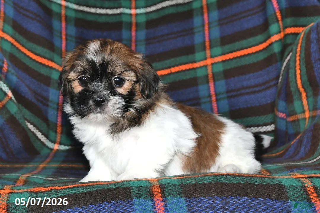 Shih Tzu dogs for sale: Alice - Ad 2