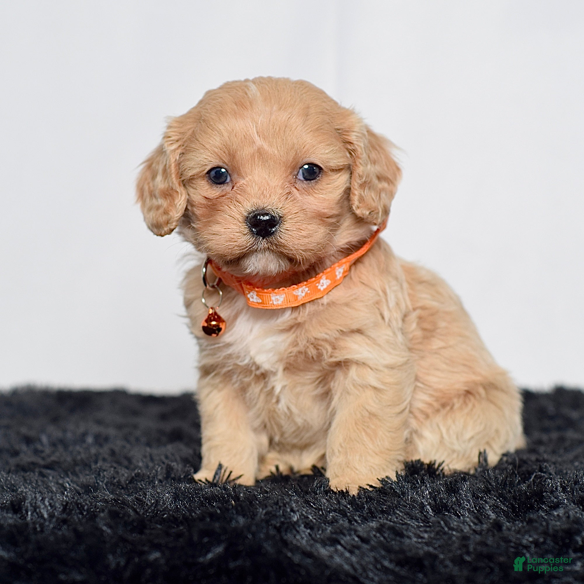 Cavapoo dogs Mr. Danny - Ad 2