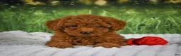 Mini Goldendoodle dogs for sale: Raven - Ad 5