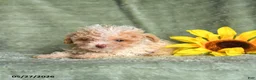 Toy Poodle dogs for sale: Koala - Ad 4