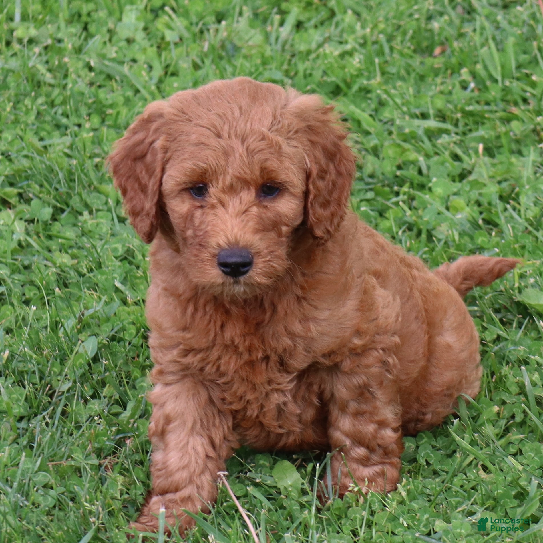Mini Goldendoodle dogs Baxter - Ad 2