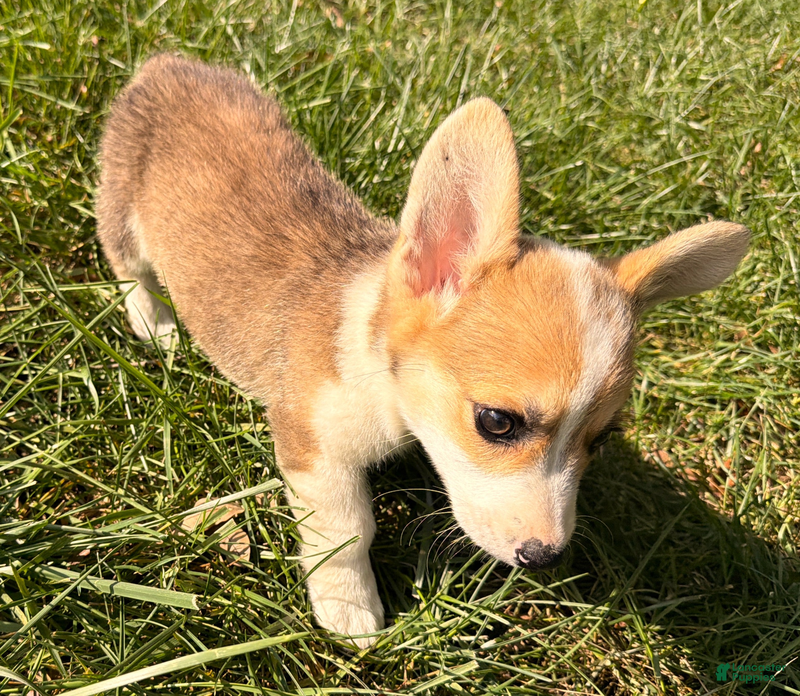 Welsh Corgi Pembroke dogs Tucker - Ad 2