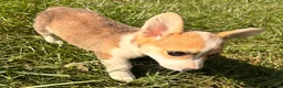 Welsh Corgi Pembroke dogs for sale: Tucker - Ad 2