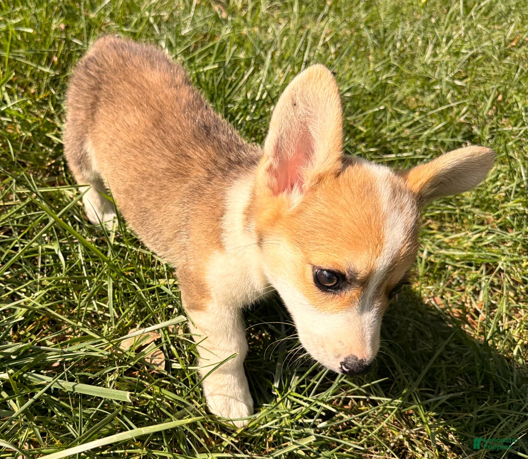 Welsh Corgi Pembroke dogs for sale: Tucker - Ad 2