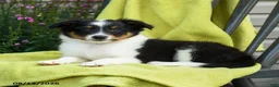 Shetland Sheepdog dogs for sale: Stan - Ad 3