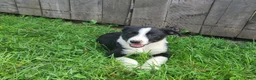 Mixed Breed dogs for sale: Luke  - Ad 4