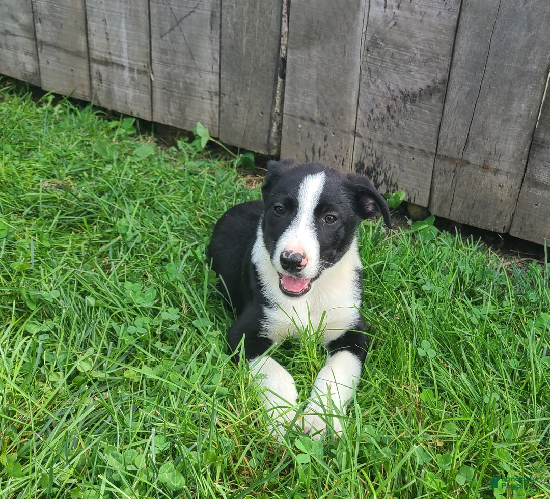 Mixed Breed dogs for sale: Luke  - Ad 4