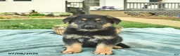 German Shepherd dogs for sale: Indigo  - Ad 1