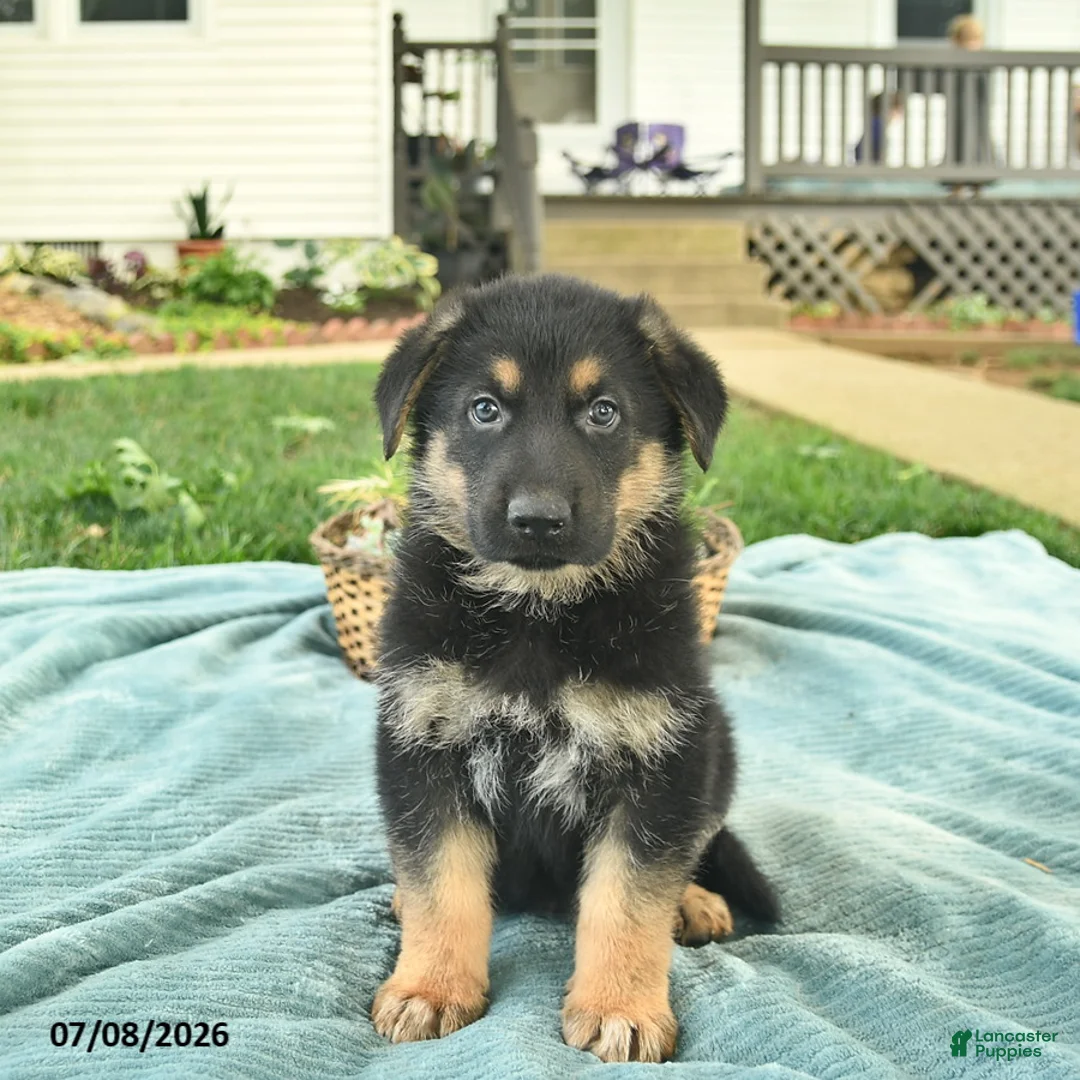 German Shepherd dogs for sale: Indigo  - Ad 1