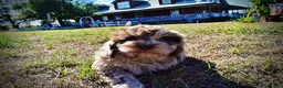 Havapoo dogs for sale: Picasso - Ad 17