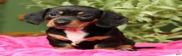 Miniature Dachshund dogs for sale: Sara - Ad 1