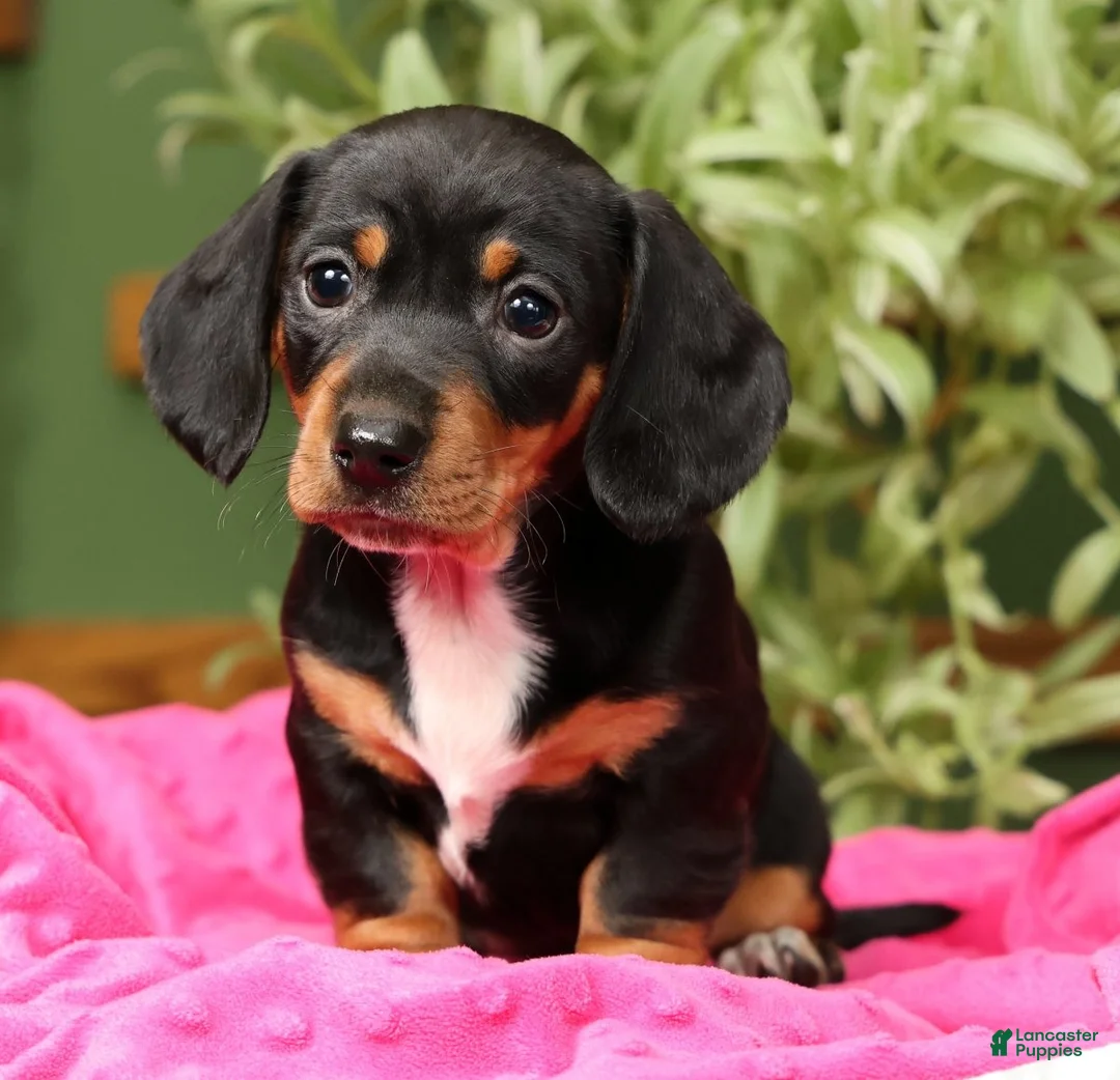 Miniature Dachshund dogs for sale: Sara - Ad 1