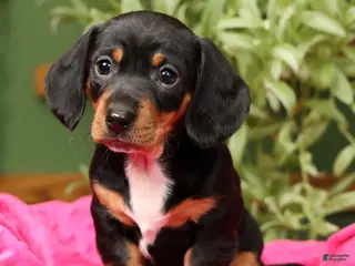 Miniature Dachshund dogs for sale: Sara - Ad 3