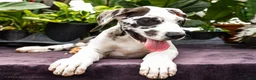 Great Dane dogs for sale: Chester - Ad 9