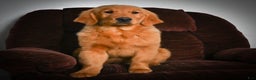 Golden Retriever dogs for sale: Golden Retriever litter of 5 puppies - Ad 2