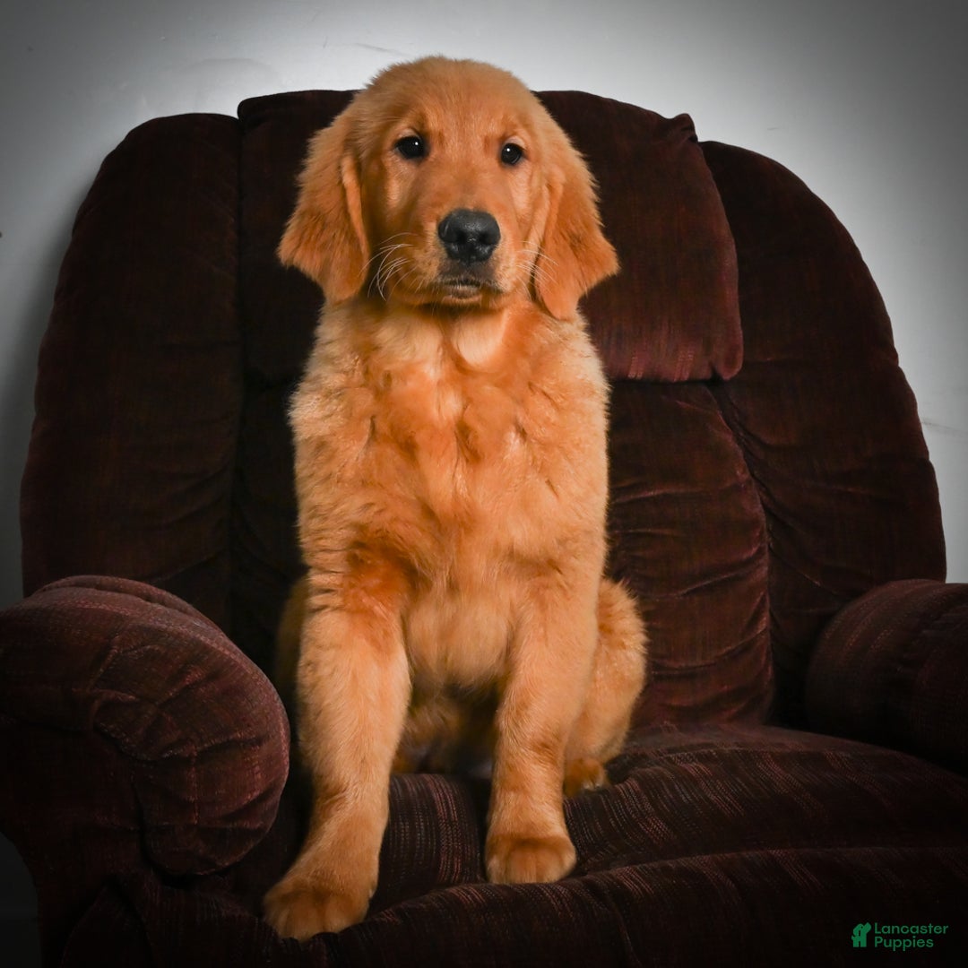 Golden Retriever dogs for sale: Golden Retriever litter of 5 puppies - Ad 2