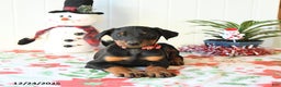 Doberman Pinscher dogs for sale: Button - Ad 4