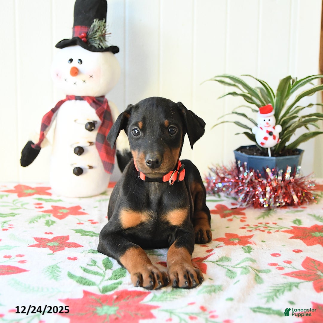 Doberman Pinscher dogs for sale: Button - Ad 4