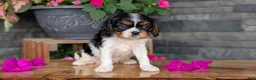 Cavalier King Charles Spaniel dogs for sale: Luna - Ad 3