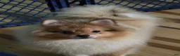 Pomeranian dogs for sale: Bo male Pomeranian  - Ad 3