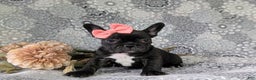 French Bulldog dogs for sale: Nadia - Ad 8
