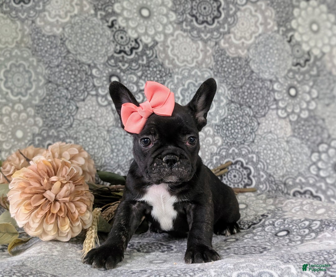 French Bulldog dogs for sale: Nadia - Ad 8