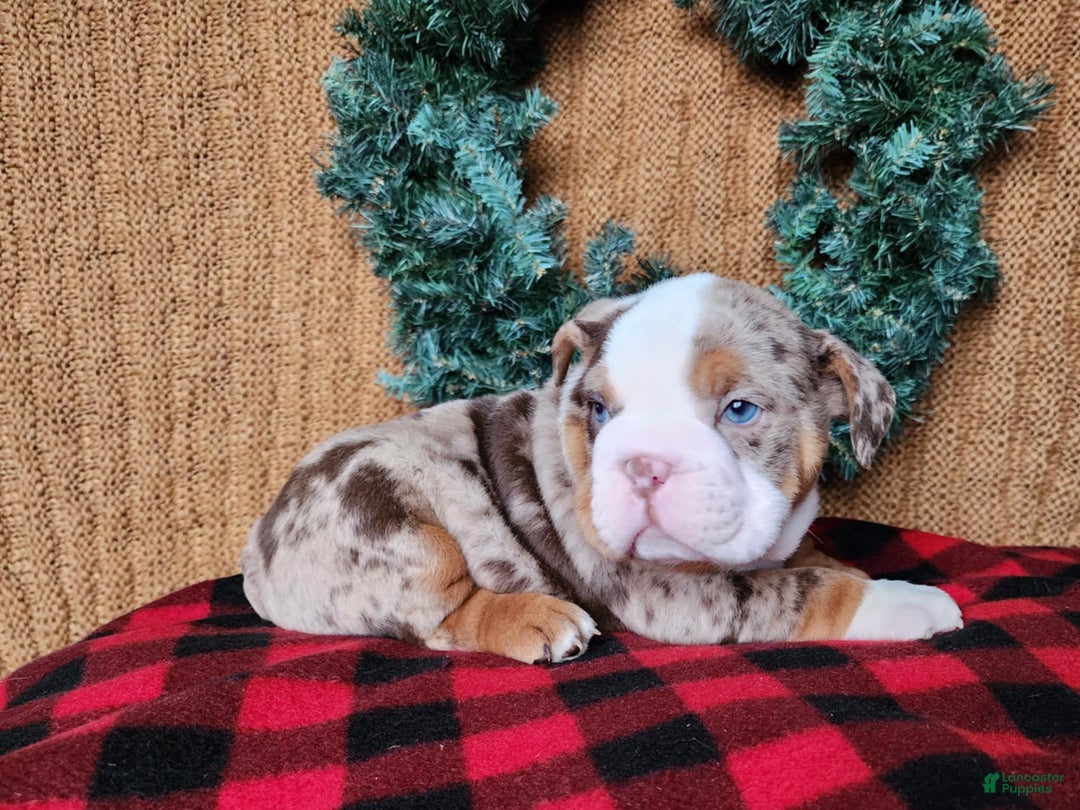 English Bulldog dogs for sale: Frisco - Ad 16