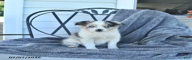 Bailey