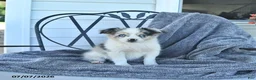 Miniature Australian Shepherd dogs for sale: Bailey - Ad 1